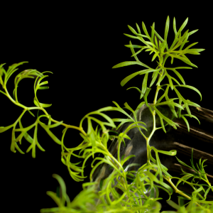 Curso de extracción de Harmalas