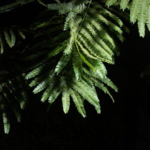 Curso de Extracción de DMT