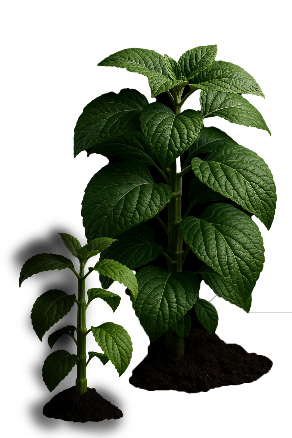 Salvia Divinorum