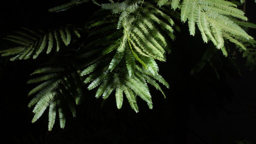 Hojas de tepezcohuite, fotografía de Jasper Palmer