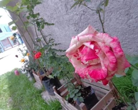 Rosa de pétalos rosados y blancos en el jardín