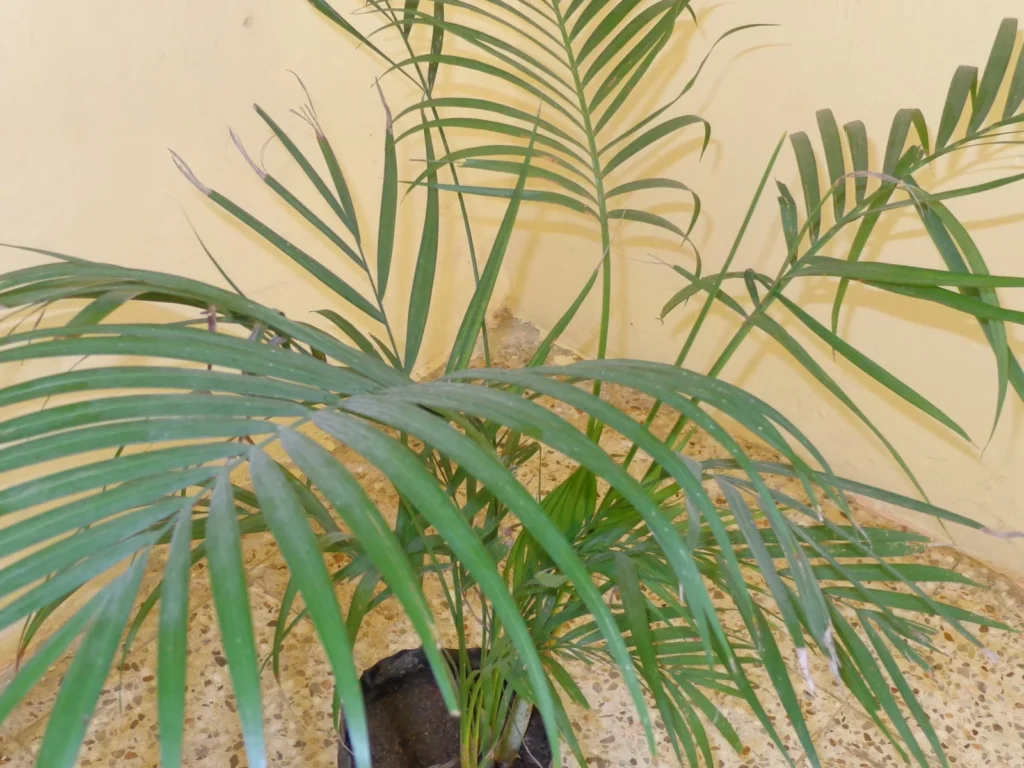 Hojas de una palmera en maceta
