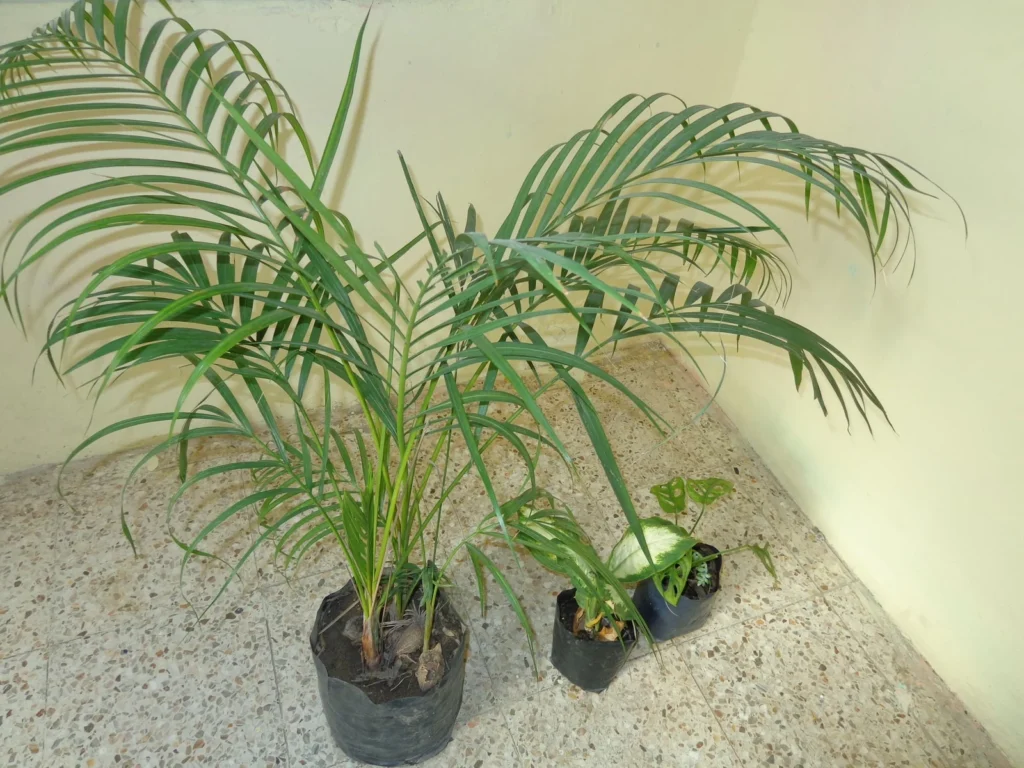 Tres palmeras en macetas junto a una pared