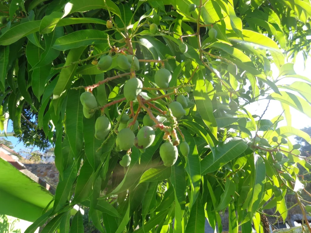 Mangos verdes en las ramas de un árbol