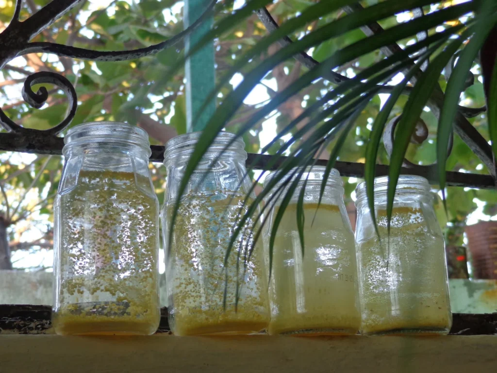 Frascos de vidrio sobre una superficie junto a plantas