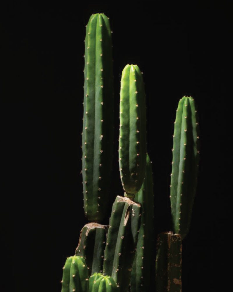 San Pedro en fondo negro