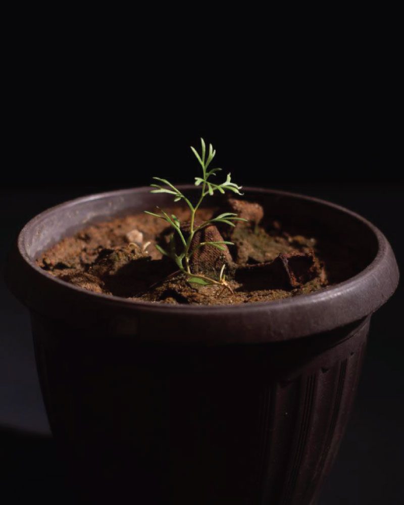 Planta-de-Ruda-Siria-Peganum-Harmala